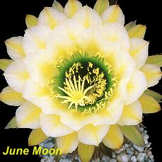 Tr. June Noon.4.1.jpg 